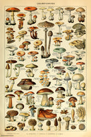 Mushrooms - Champignons Pour Tous