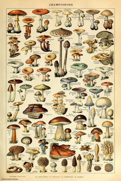 Mushrooms - Champignons Pour Tous