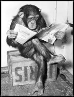 Chimp News