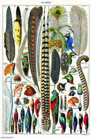 FEATHER PLUMES