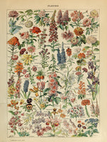 FLEURS 1908