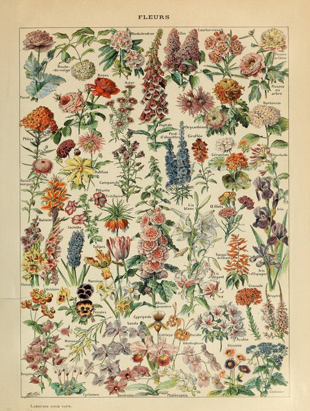 FLEURS 1908