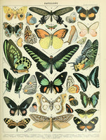 PAPILLONS 1908