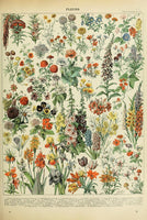 FLEURS 1908