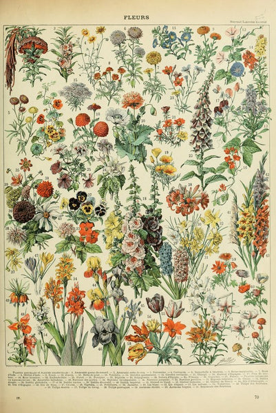 FLEURS 1908