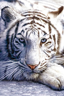 WHITE TIGER