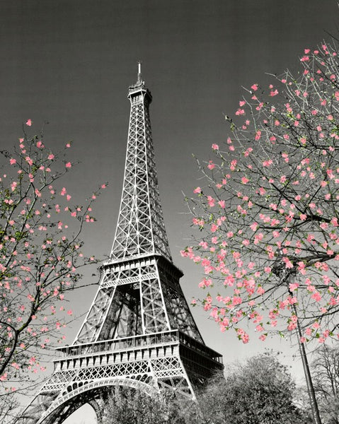 Paris Blossom