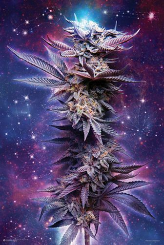 Spaced out Purple Weed