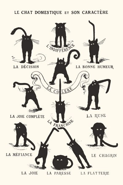 LE CHAT DOMESTIQUE